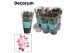 Schlumbergera rood decorum in hoes 