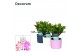 Schlumbergera mix 4 kleuren decorum  in keramiek 