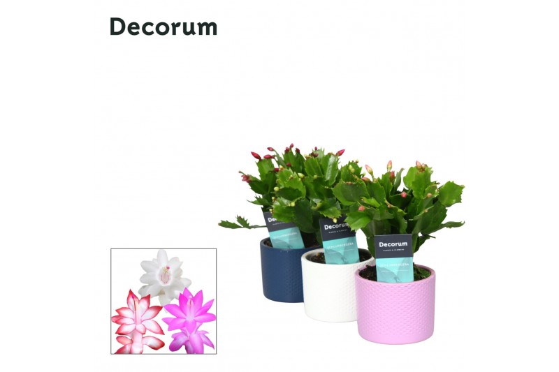 Schlumbergera mix 4 kleuren decorum  in keramiek 