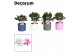 Schlumbergera mix 4 kleuren decorum  in keramiek 