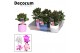 Schlumbergera mix 4 kleuren decorum  in keramiek 