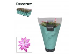 Schlumbergera paars 4x2 dark, decorum