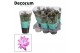 Schlumbergera paars 4x2 dark, decorum 