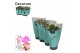 Schlumbergera mix decorum in hoes 