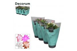 Schlumbergera mix decorum in hoes