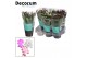 Schlumbergera mix decorum in hoes 