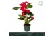 Anthurium andr. nevada 5 bloem 