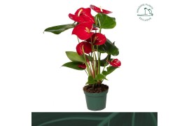 Anthurium andr. nevada 5 bloem