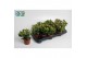 Crassula ovata minor 