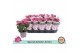 Chrysanthemum ind. artistic armin 