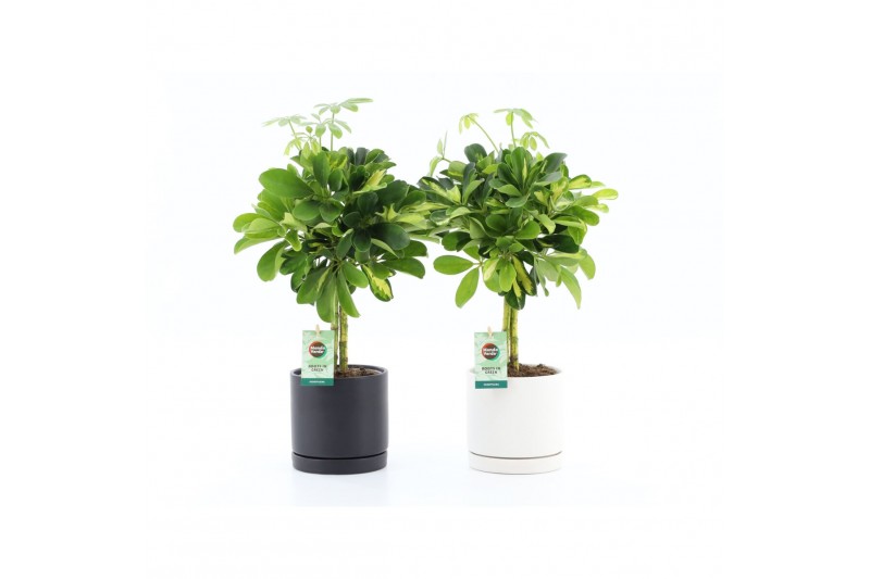 Schefflera arboricola gold capella in hainan keramiek 