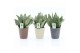 Sansevieria trifasciata black coral Sansevieria Black Coral in Nature  