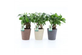 Ficus microcarpa bonsai Retusa in Nature keramiek