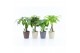 Kamerplanten mix jungle mix in nature keramiek 