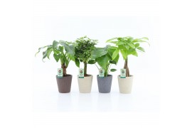 Kamerplanten mix jungle mix in nature keramiek