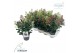 Skimmia japonica double diamond 6+ 