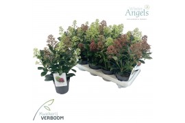 Skimmia japonica double diamond 6+