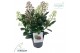 Skimmia japonica double diamond 6+ 