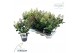 Skimmia japonica double diamond 6+ 