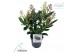Skimmia japonica double diamond 6+ 