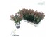 Skimmia japonica rubella 7+ 