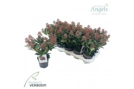 Skimmia japonica rubella 7+