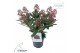 Skimmia japonica rubella 7+ 