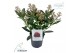 Skimmia japonica rubella 7+ 