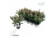 Skimmia japonica rubella 7+ 