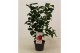 Camellia japonica dr king 