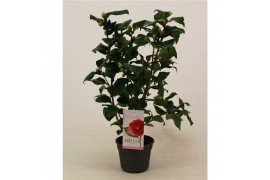 Camellia japonica dr king
