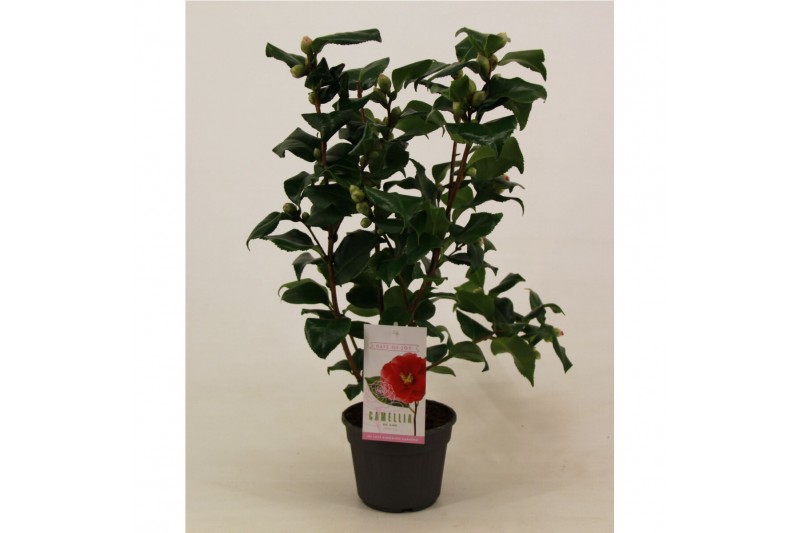 Camellia japonica dr king 