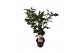 Camellia japonica dr king 
