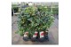 Camellia japonica dr king 