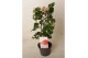 Camellia japonica dr king 