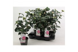 Camellia japonica Bonomiana