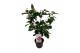Camellia japonica Bonomiana 