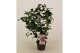 Camellia japonica Bonomiana 