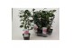 Camellia japonica Bonomiana 