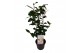 Camellia japonica brushfields yellow 