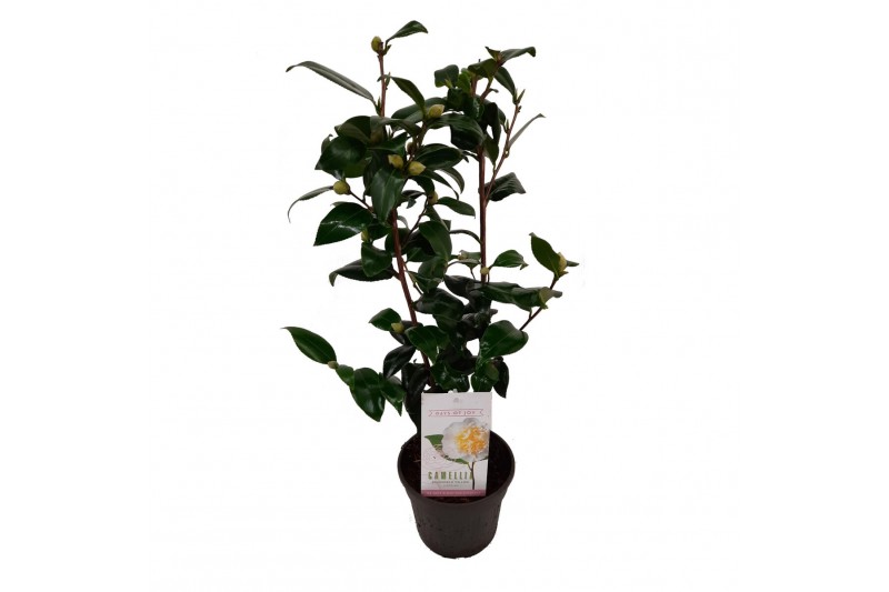 Camellia japonica brushfields yellow 