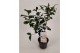 Camellia japonica brushfields yellow 