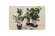 Camellia japonica brushfields yellow 