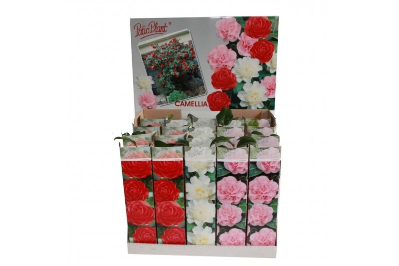 Camelia mix 3 kleuren ,zonder bloem bl. 