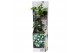 Camelia mix 3 kleuren ,zonder bloem bl. 