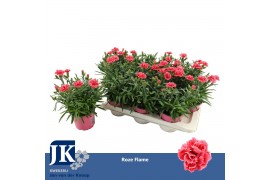Dianthus oscar white and red Bicolor- TonSurTon