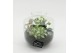 Arrangementen kamerplanten ESCR-2532W Essentials terrarium 2 pp 