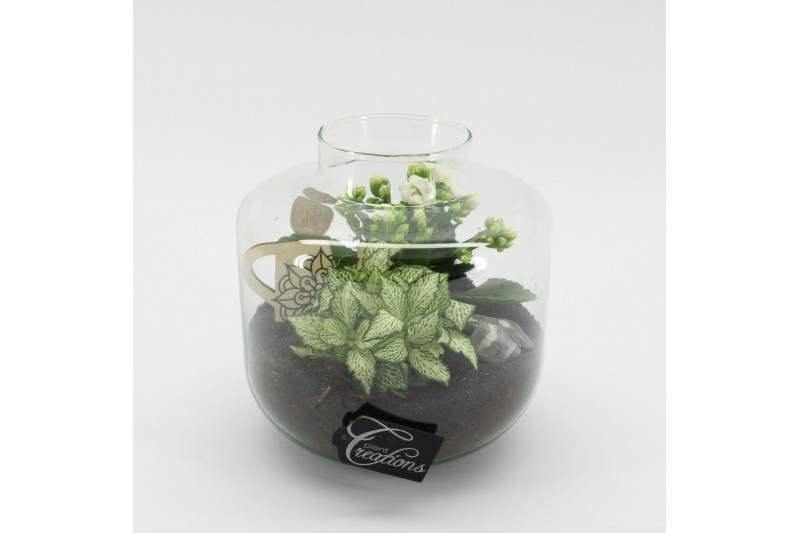 Arrangementen kamerplanten ESCR-2532W Essentials terrarium 2 pp 