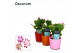 Schlumbergera mix decorum in nashville glaspot mix 
