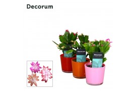 Schlumbergera mix decorum in nashville glaspot mix